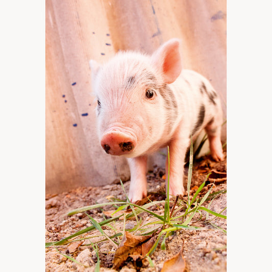 Muddy Piglet