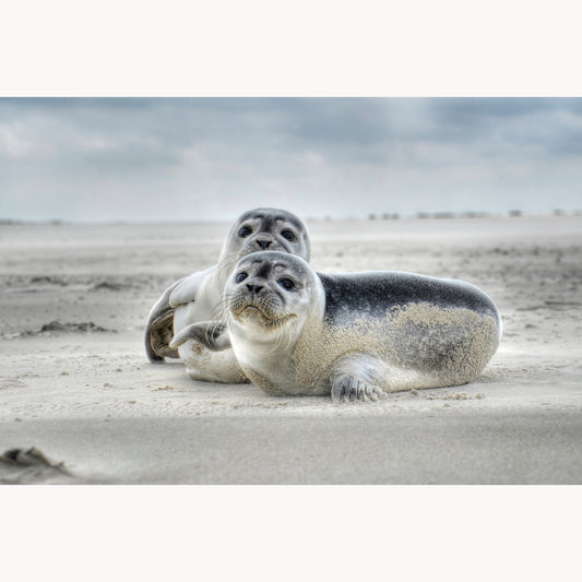 Baltic Sea Seals
