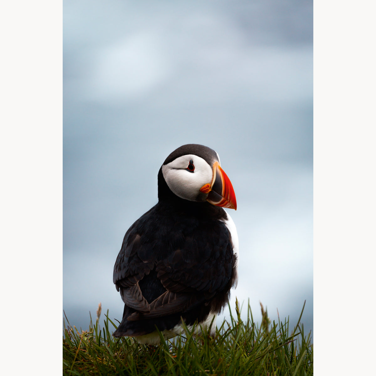 Puffin