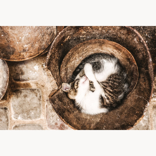 Sleeping Cat