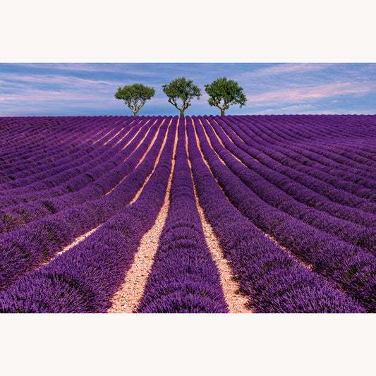 Lavender Field