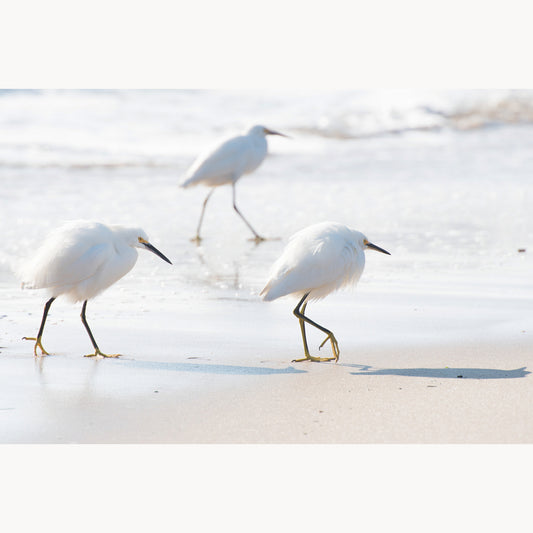 Beach Patrol