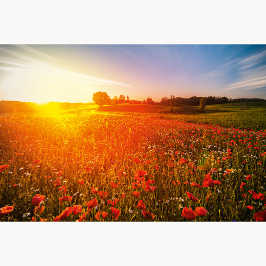 Wild Poppies at Masurian Lake District