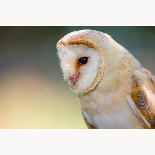 Barn Owl