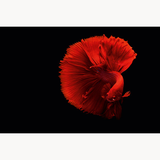 Siamese Fighting Fish