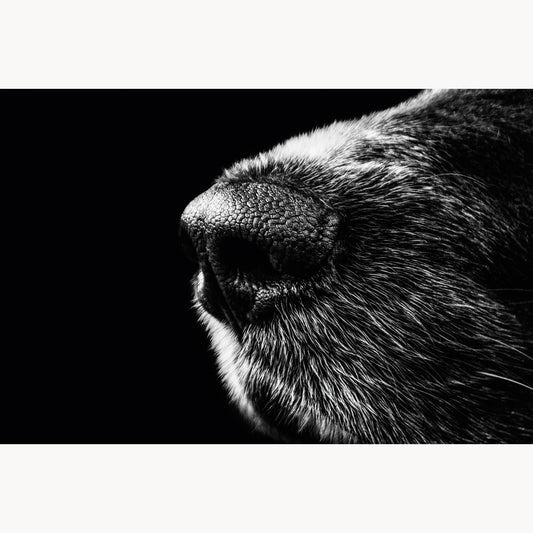 Nose of a Friend