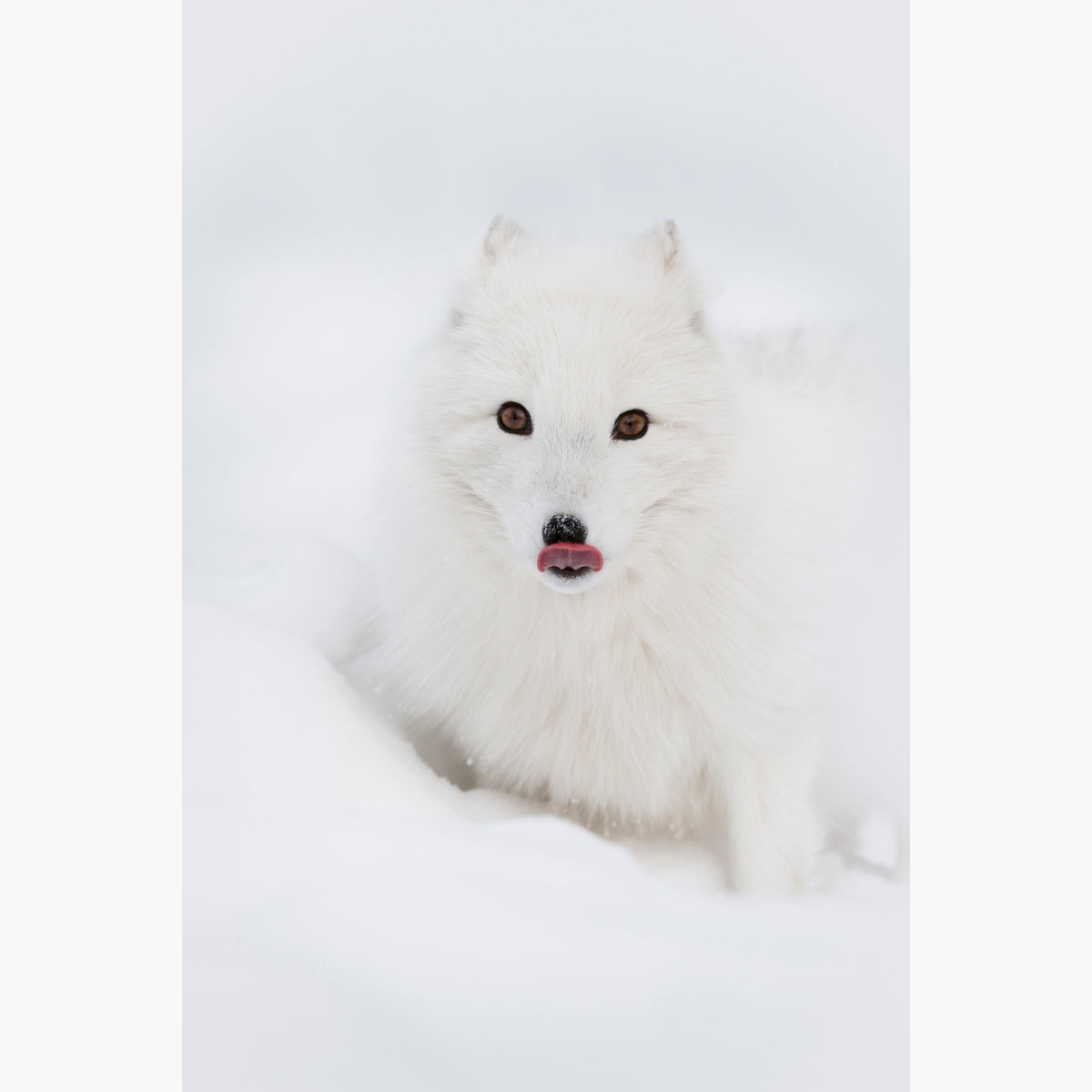 Arctic Fox