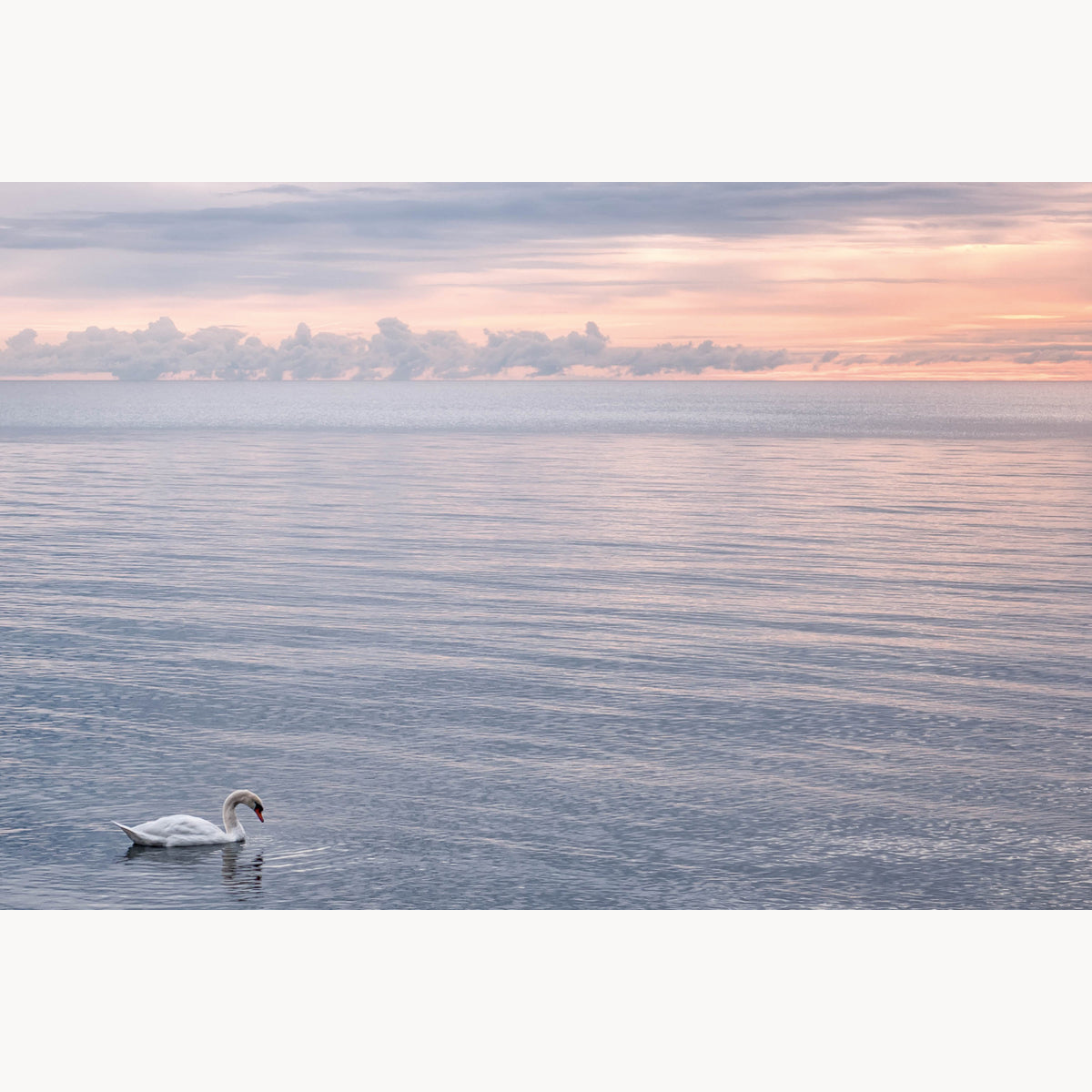 Tranquility with a Swan