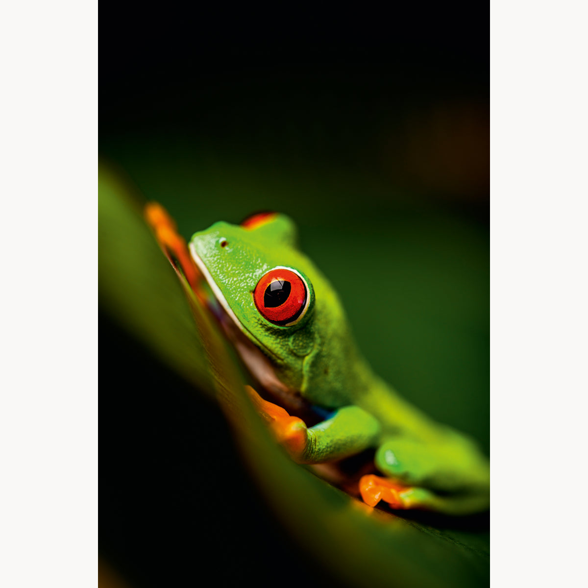 Red-eyed Tree Frog