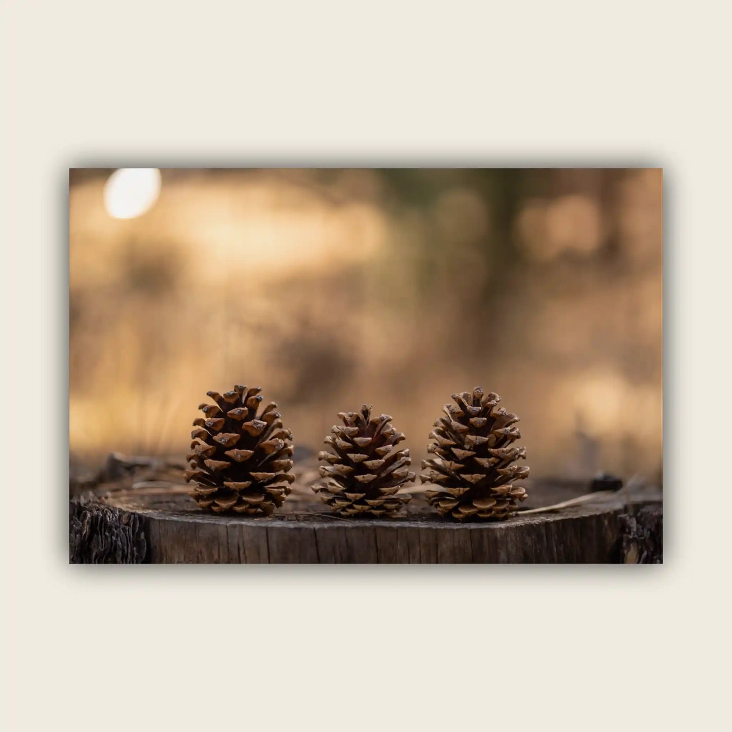 Pinecones