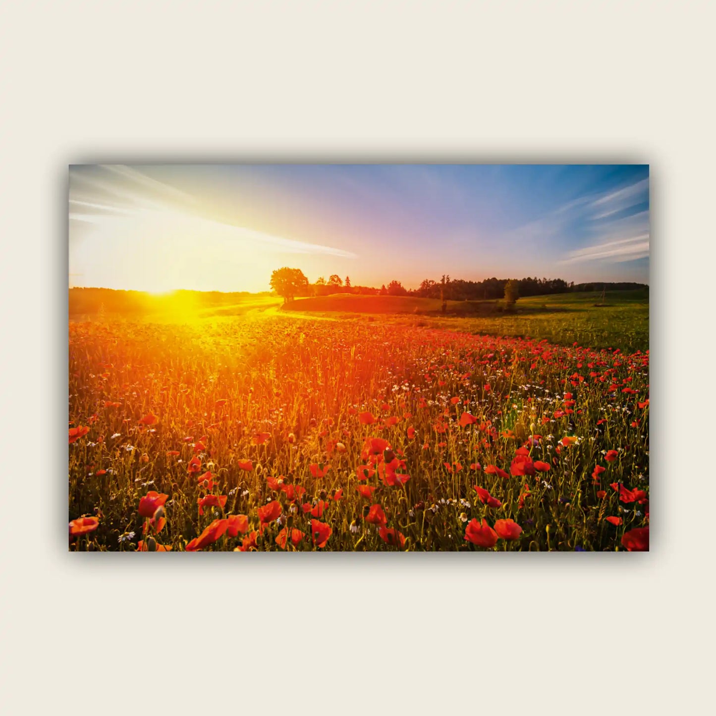 Wild Poppies at Masurian Lake District