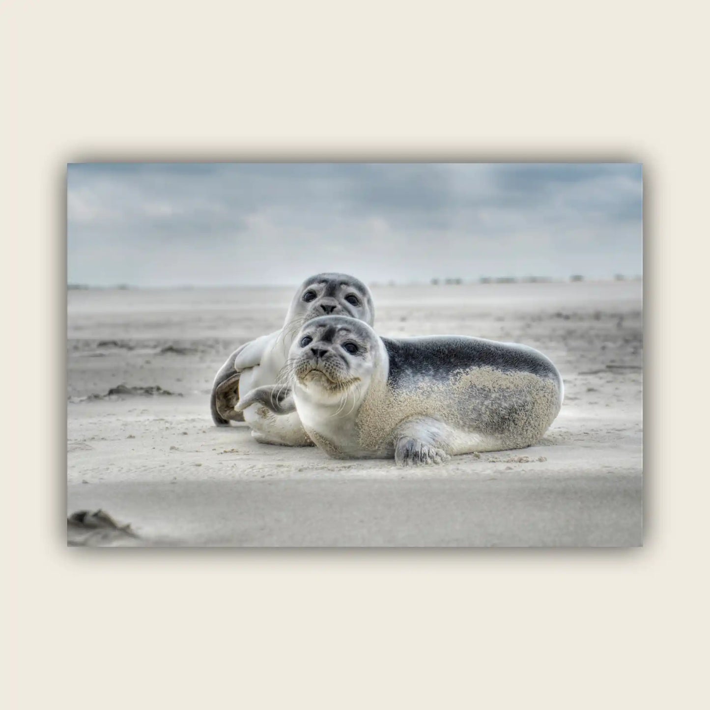 Baltic Sea Seals