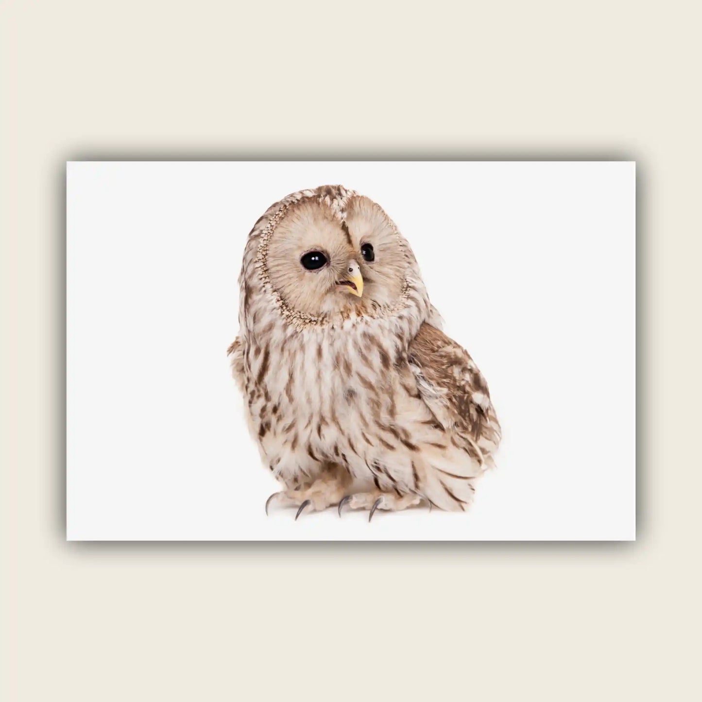Ural Owl