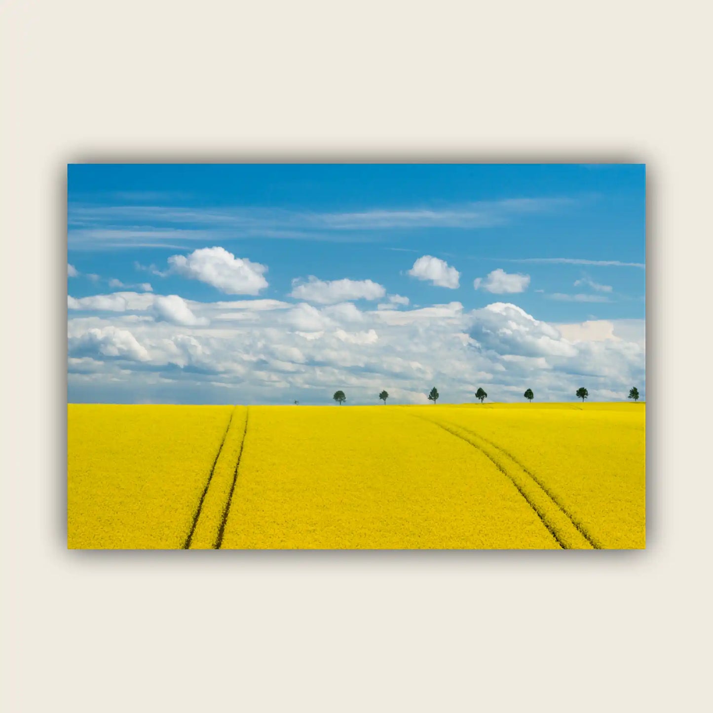 Blooming Canola Field