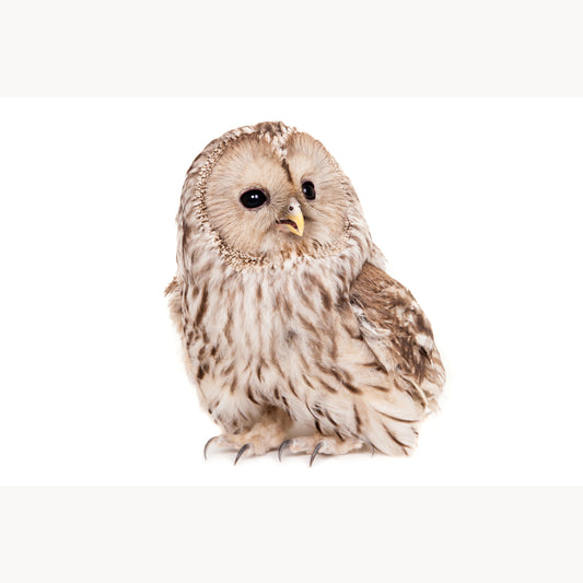Ural Owl