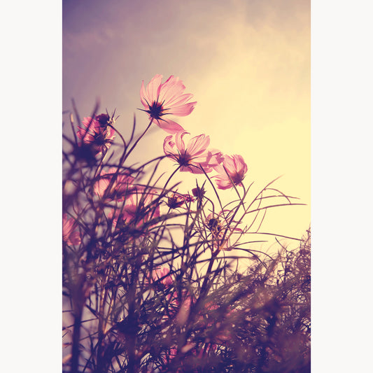 Cosmos Flowers During Sunset Time