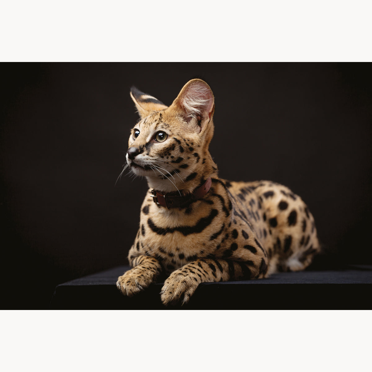 Leptailurus Serval