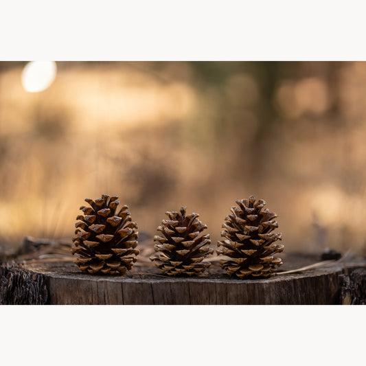 Pinecones