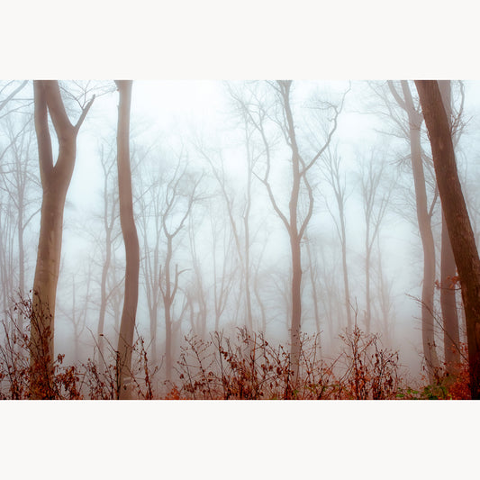 Autumn Fire