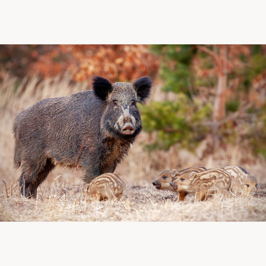 Wild Boar Family