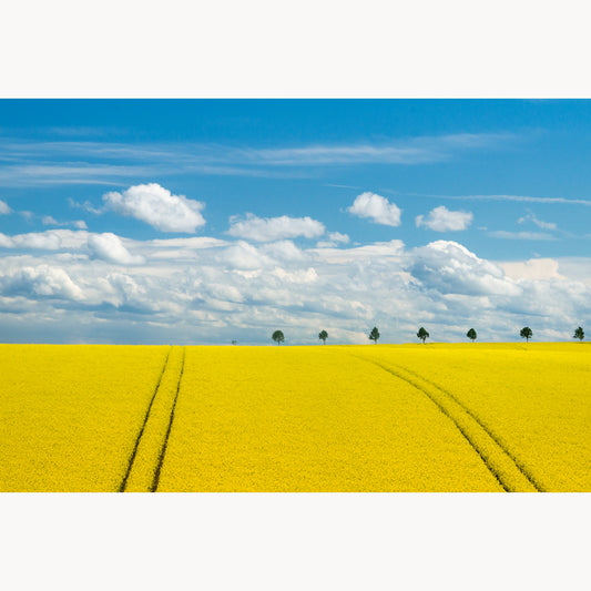 Blooming Canola Field