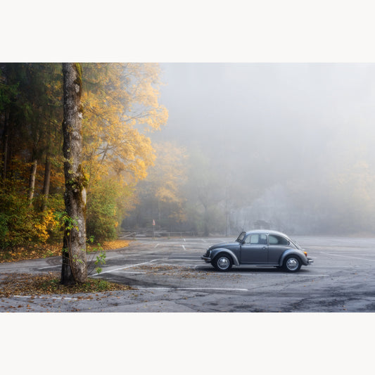 Beetle in the Park