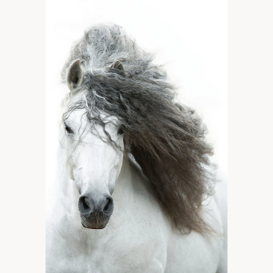 Andalusian Beauty