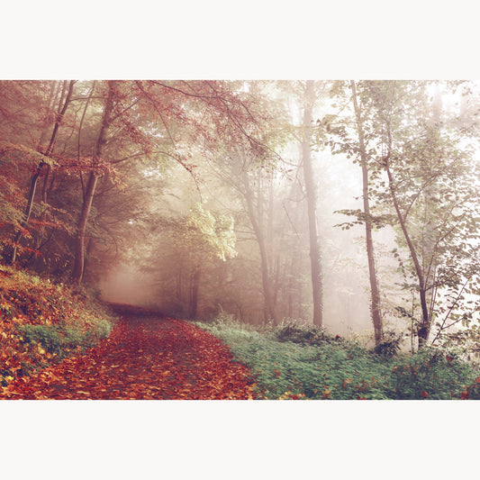 Forest in Red