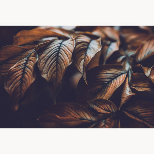 Cluster of Bronze Leaves