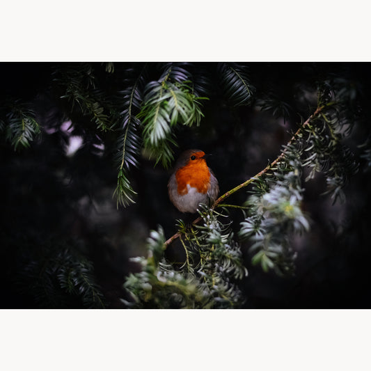Robin on Pine Tree