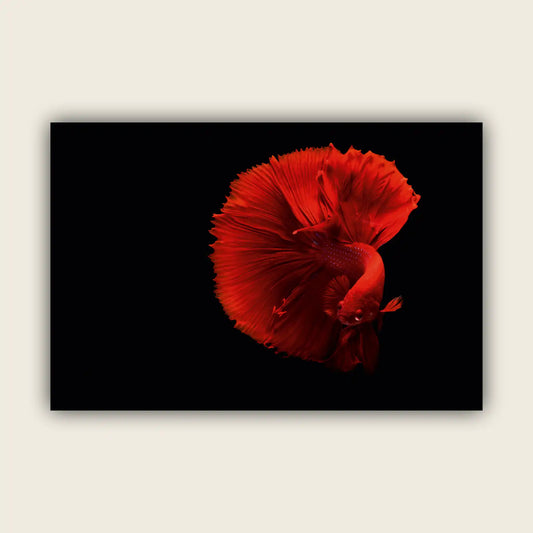Siamese Fighting Fish
