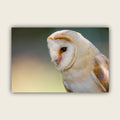 Barn Owl