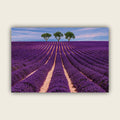 Lavender Field