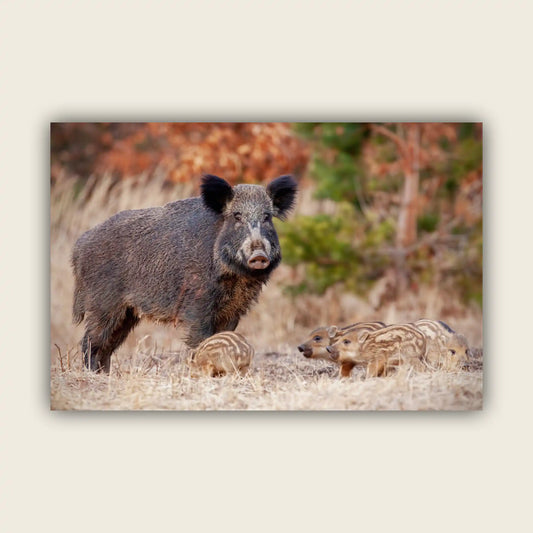 Wild Boar Family