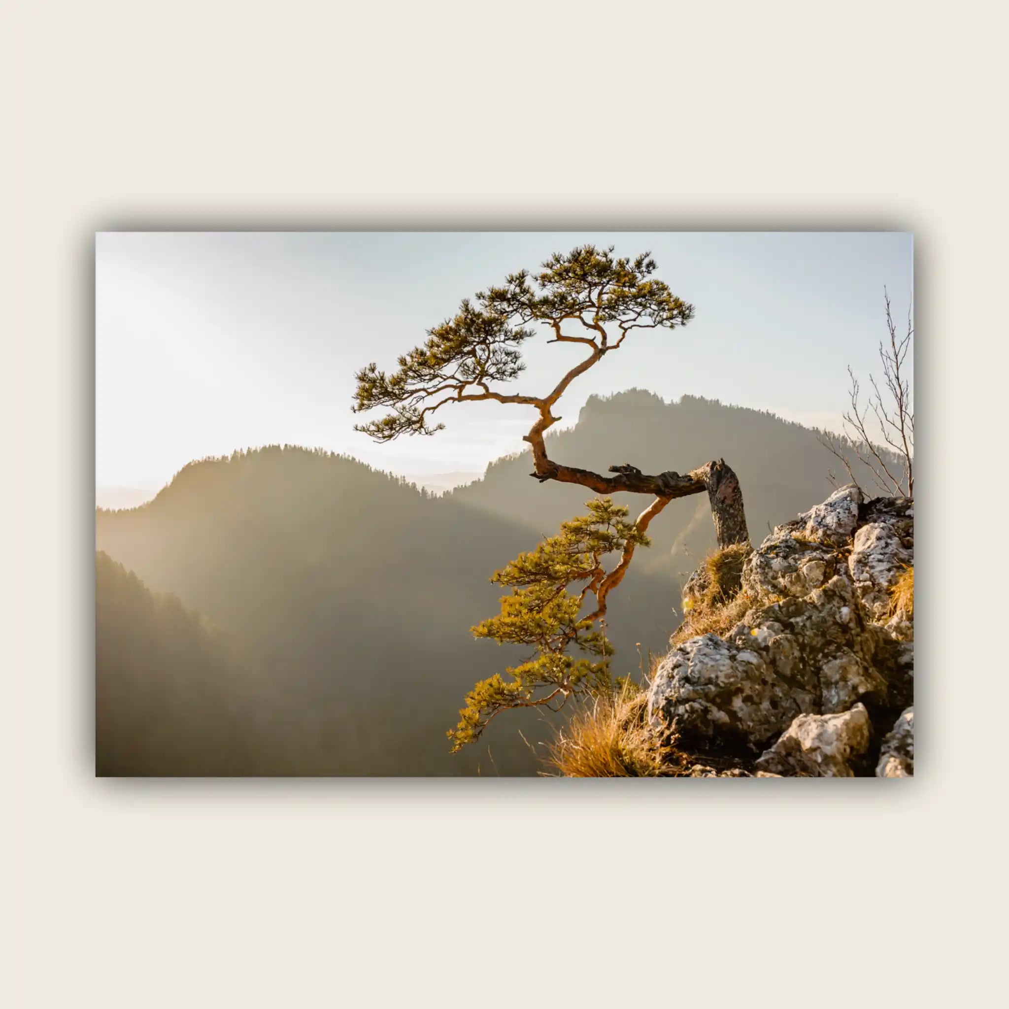 Relict Pine from Sokolica