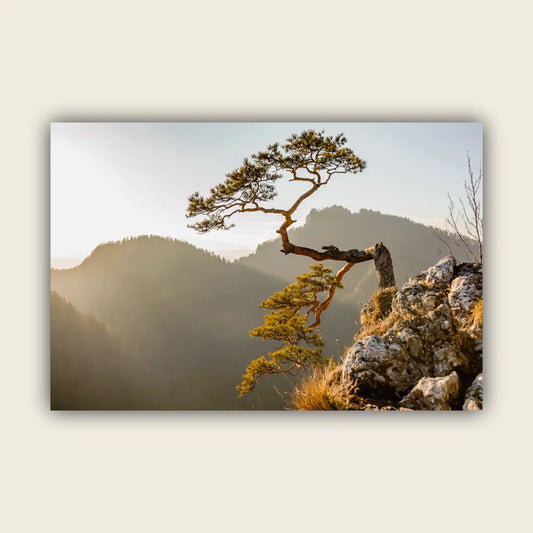 Relict Pine from Sokolica