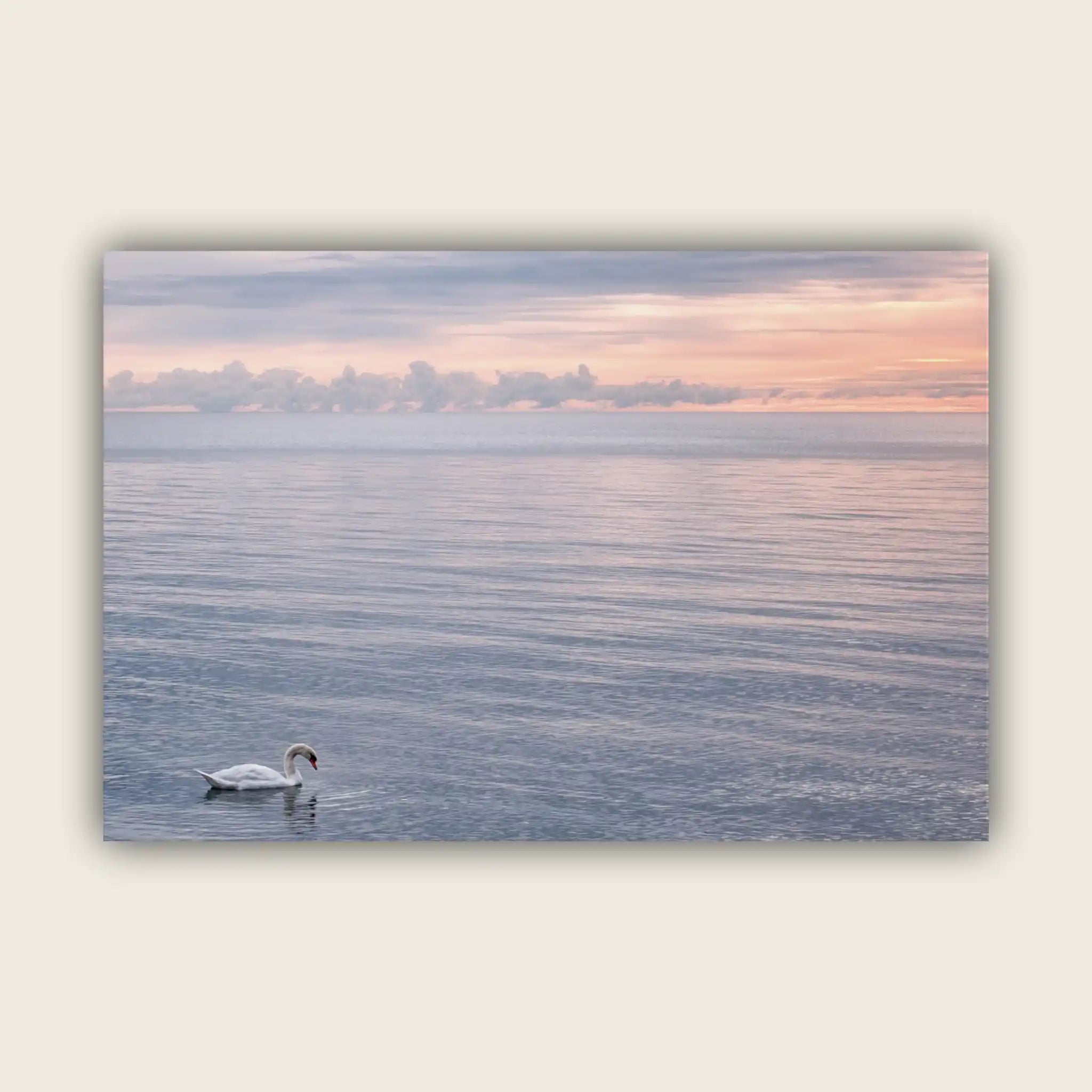 Tranquility with a Swan