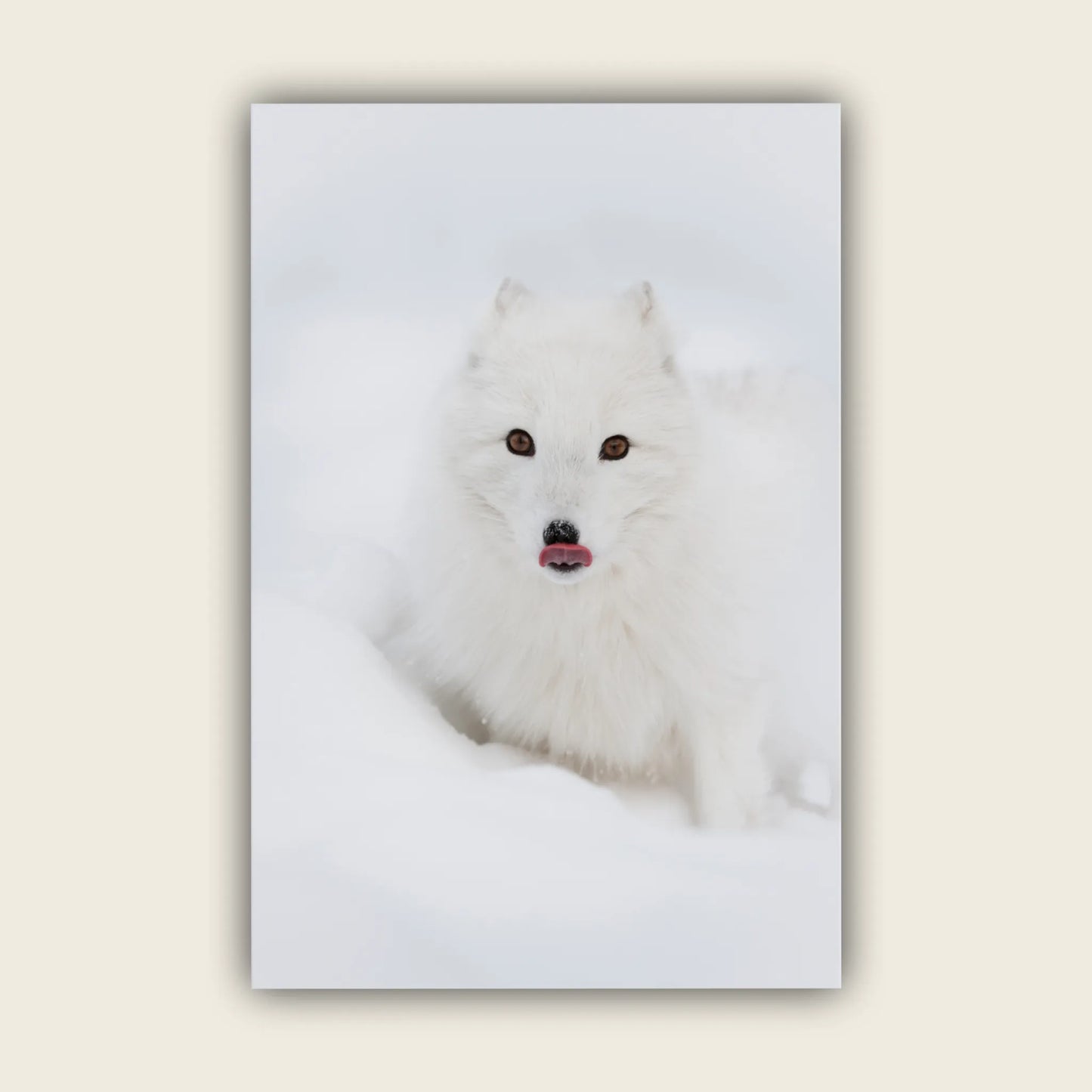Arctic Fox
