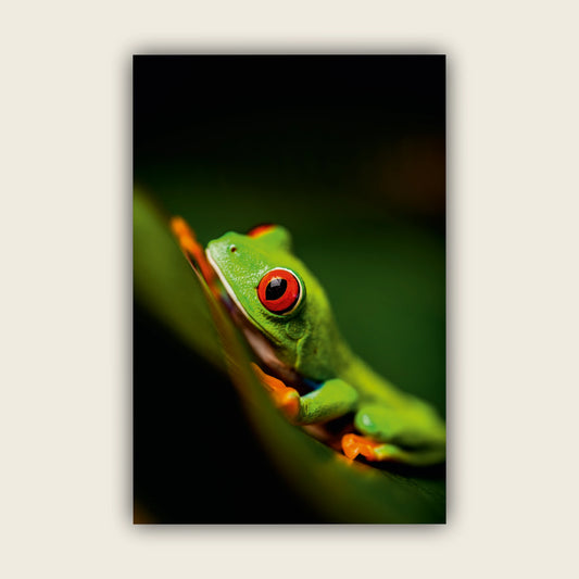 Red-eyed Tree Frog