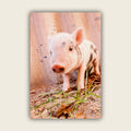 Muddy Piglet