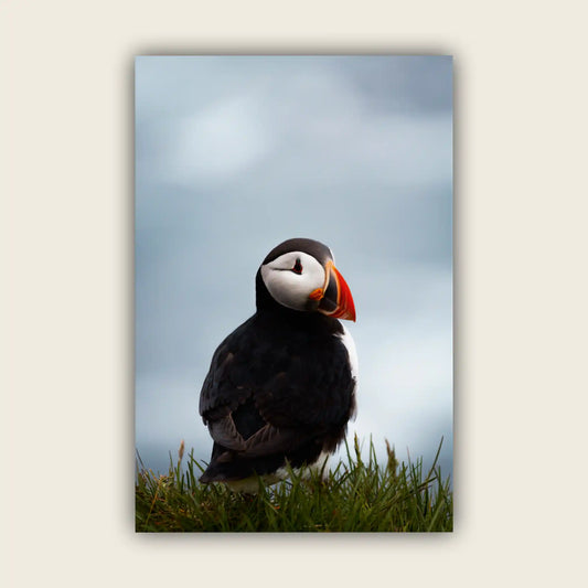 Puffin
