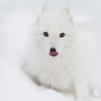 Arctic fox