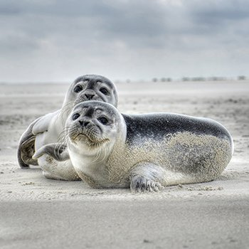 Baltic Sea seals