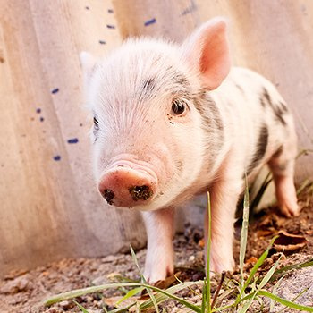 Muddy piglet