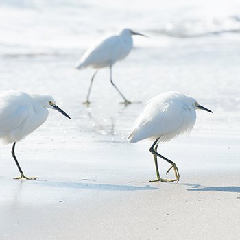 Beach patrol