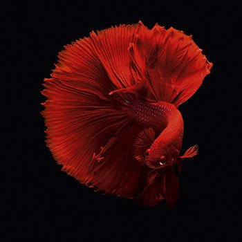 Siamese fighting fish