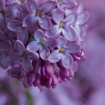 Branch of a lilac