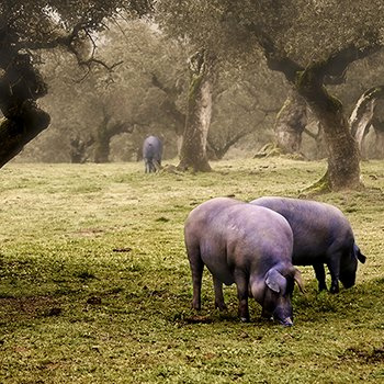 In the meadow