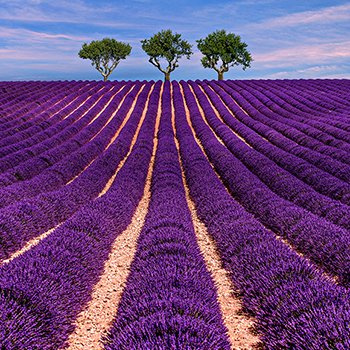 Lavender field