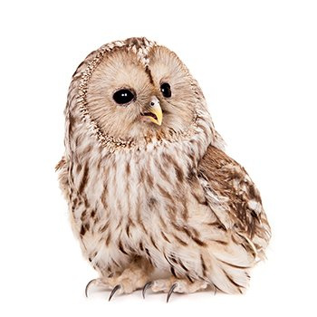 Ural owl